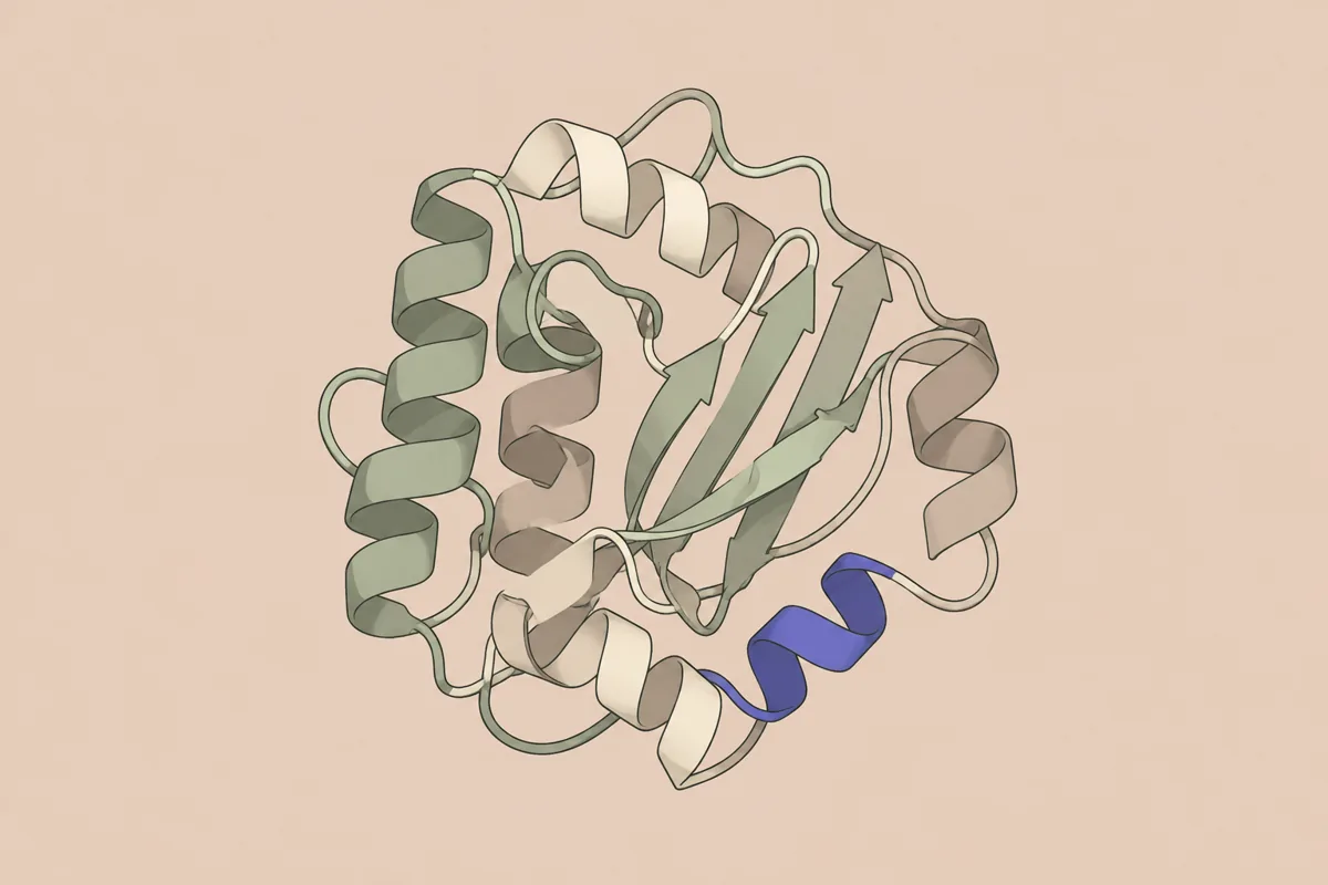 Protein structures
